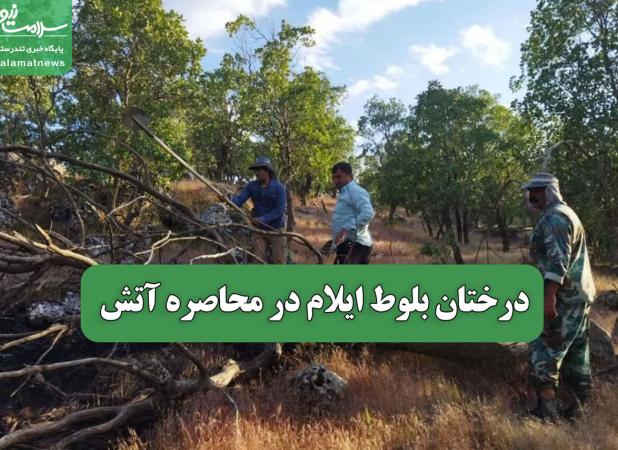 درختان بلوط ایلام در محاصره آتش