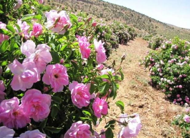 آغاز برداشت گل محمدی از سطح گلستان‌های شهرستان مشهد