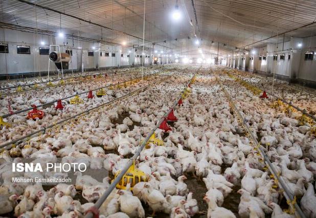 تدوین الگوی بهینه مصرف مکمل‌ ویتامینی در جیره جوجه‌های گوشتی