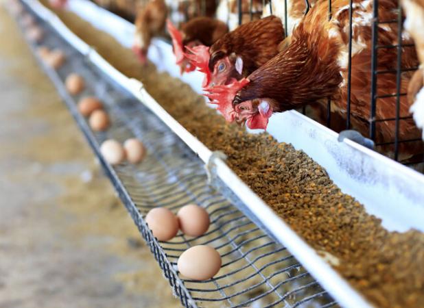 ۶۵۰ هزار تن ذرت در بنادر کشور در انتظار تامین ارز است