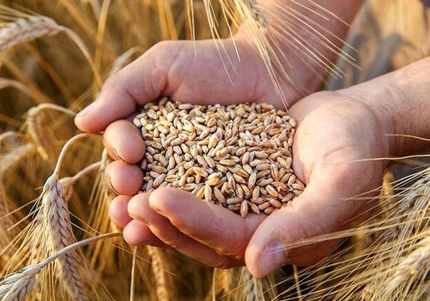 خرید تضمینی گندم از مرز ۳ میلیون تن گذشت