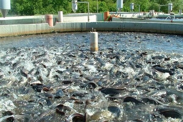 اجرای بزرگ‌ترین مزرعه پرورش ماهیان خاویاری در گلستان