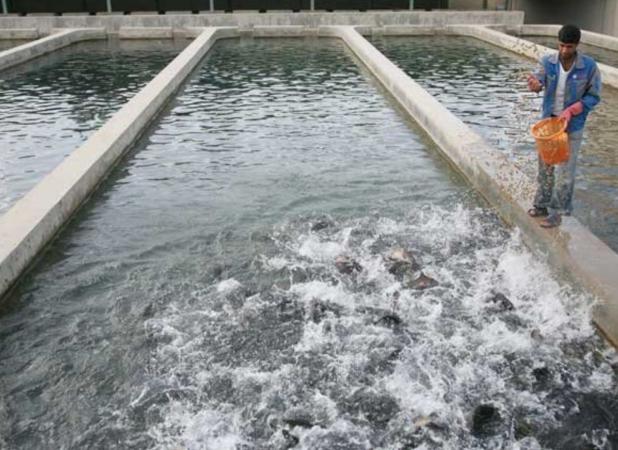 افزایش 900 تنی حجم بهره برداری  شیلاتی در اصفهان