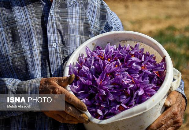 گلبرگ‌ زعفران هنوز دورریز می شود
