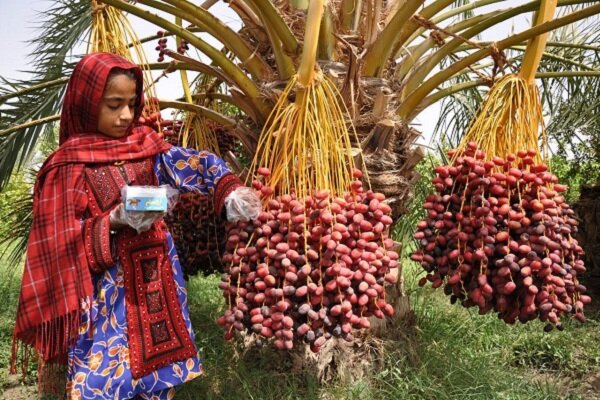 آغاز برداشت ۲۴ هزار تن خرما در سراوان