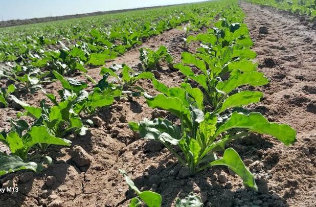 تداوم خدمات‌رسانی جهاد کشاورزی هرمزگان به کشاورزان