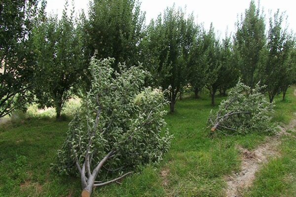 محمدی: عامل قطع درختان پارک علمسر دستگیر شد