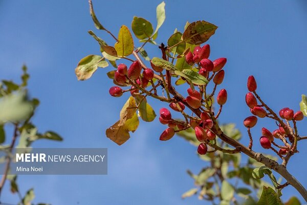 پسته بر روی درختان باغ‌های راور خشک شد