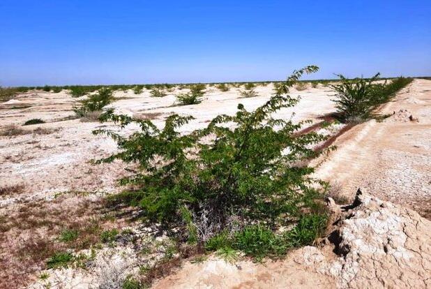 تولید ۳ میلیون نهال در گلستان برای مقابله با بیابان‌زایی