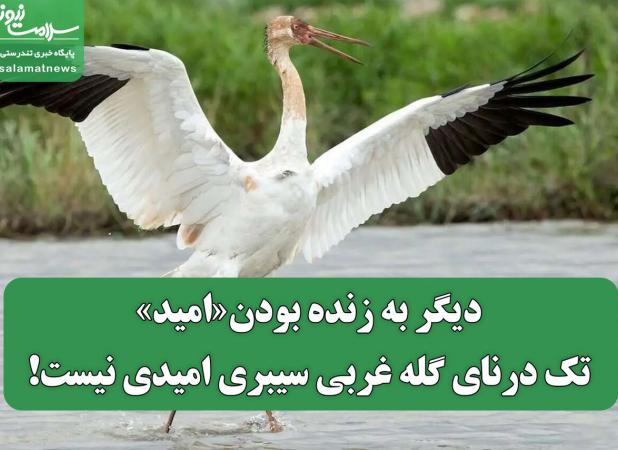دیگر به زنده بودن«امید» تک درنای گله غربی سیبری امیدی نیست!