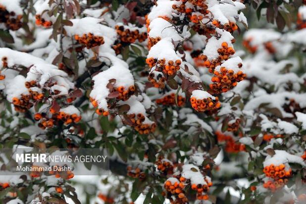 بارش برف در خانه زنیان شیراز