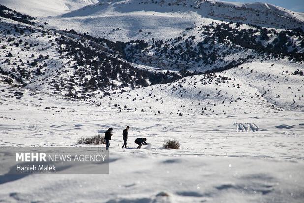بارش برف دشت مشا دماوند را سفیدپوش کرد