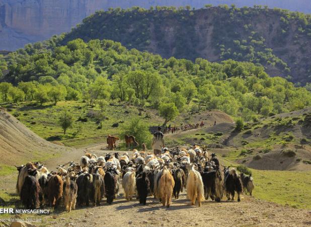 بهسازی ۹۰ درصد ایل راه های عشایری ایلام درحال انجام است