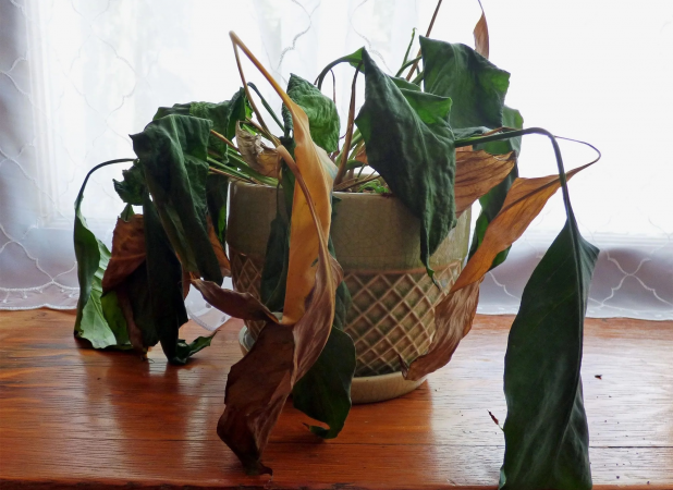 ۶ علامتی که می‌گوید وقت خداحافظی با گیاه‌تان رسیده!