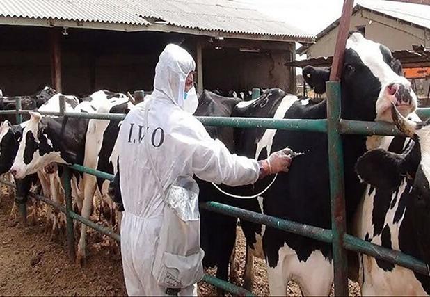 شیوع تب برفکی در استان‌های مجاور البرز