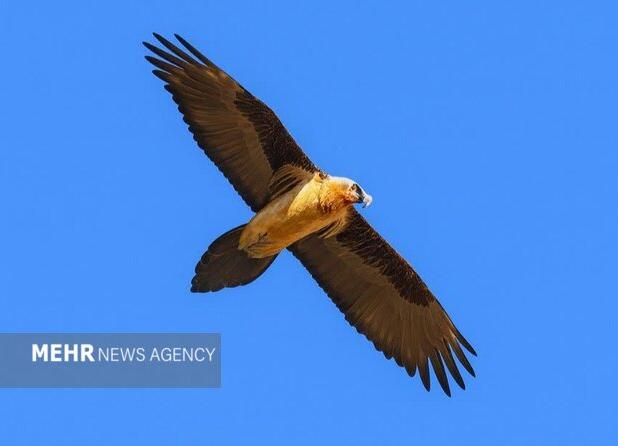 هُما بر فراز زیستگاه‌های طبیعی فریدن مشاهده شد+ تصاویر