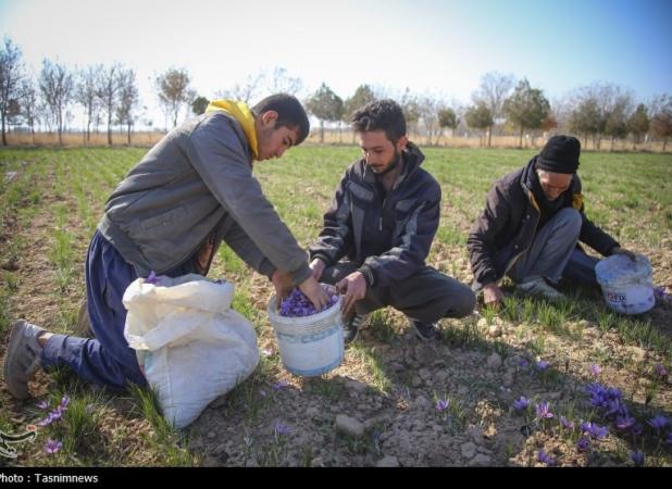 ۹۰ کیلوگرم طلای سرخ در بازار آتی بورس کالا دادوستد شد