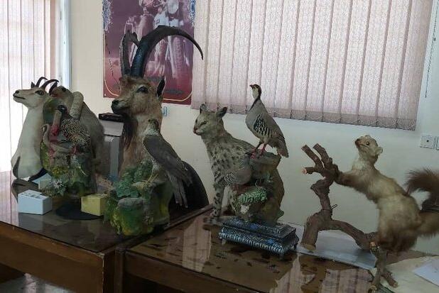 نمونه‌های تاکسیدرمی از ادارات جمع شود