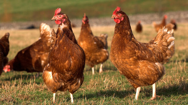 ۷۰ درصد طیور بومی کردستان در برابر نیوکاسل ایمن شدند