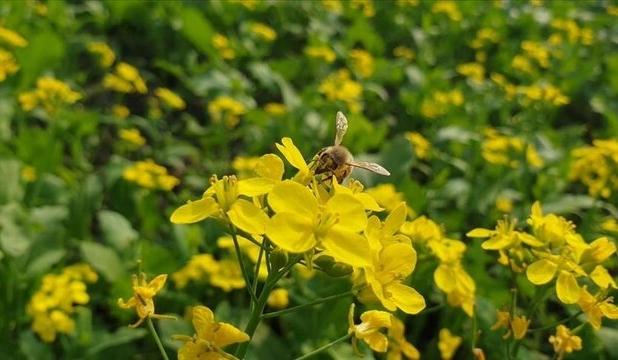 لزوم احیای زاگرس و حمایت از زنبورداران