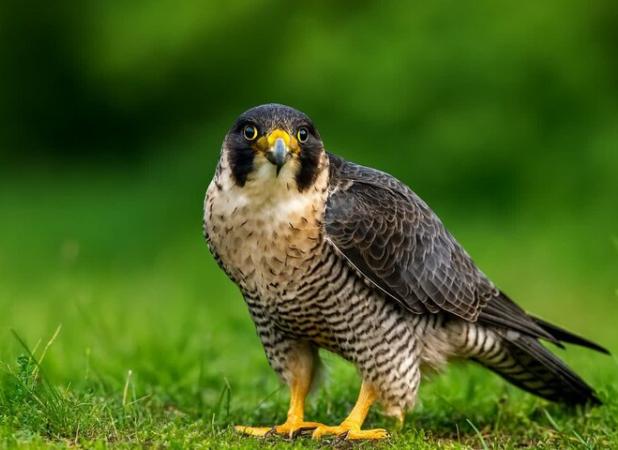 سلامی ریک: شکارچی شاهین ۲۰۰ میلیون تومان در آستارا محکوم شد