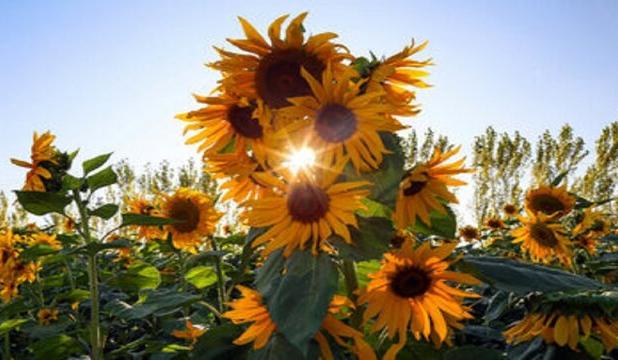 ثبات نسبی دمای روزانه همدان در ۵ روز آینده