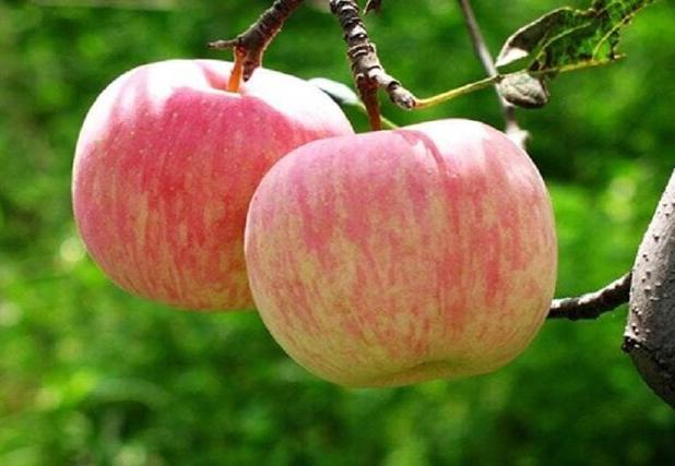 تولید بیش از ۵۶ هزار تن سیب درختی در خراسان شمالی