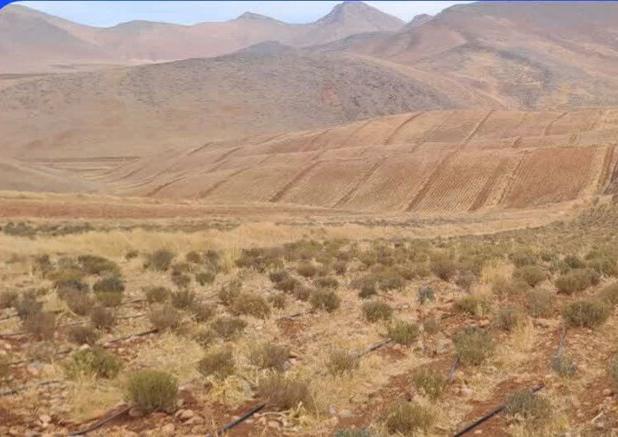 مدیر شهرک‌های کشاورزی لرستان: گیاهان دارویی می‌توانند نقش پررنگی در حفظ و ارتقاء سلامت ایفا کنند