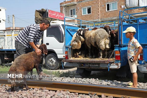 فروش دوره گردی دام در مازندران؛ گوشت در کانال حیرانی!