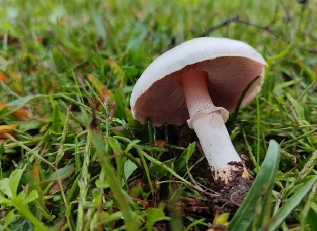 ۱۴۳ مسموم و یک فوتی بر اثر مصرف قارچ‌های سمی