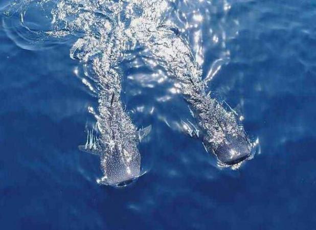 کوسه نهنگی در تور صیادان جاسکی