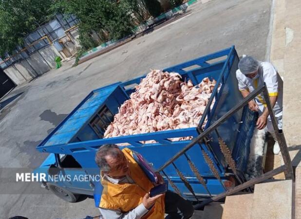 محمدپور: ۱۵ تن فرآورده دامی غیربهداشتی در سردشت کشف شد