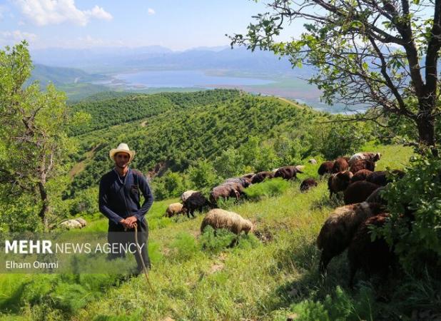 شکاریان: ۱۰۷ دامدار متخلف در خراسان شمالی شناسایی شدند
