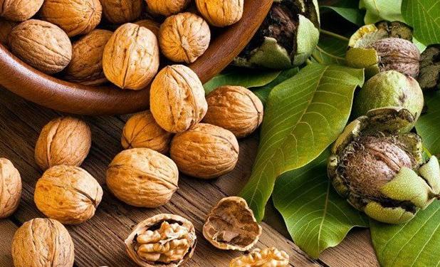 گردوی تویسرکان شایسته جهانی شدن است