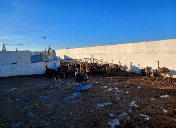 اشتغال زندانیان خراسان جنوبی در مزرعه پرورش شترمرغ