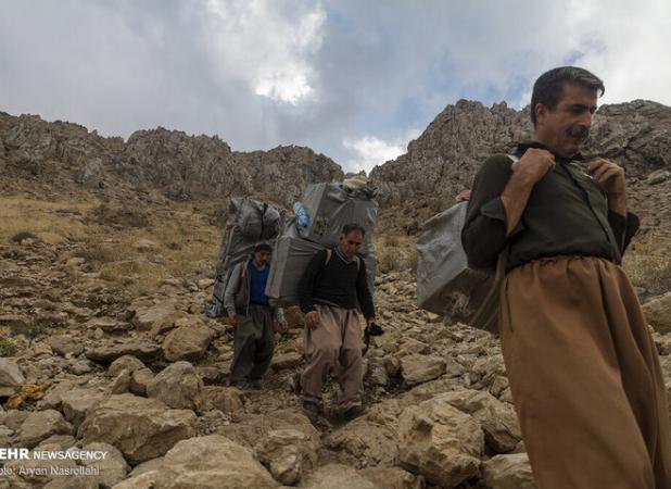 فعال‌سازی کولبری در خراسان جنوبی؛ ورود ۲۰ تن موز و کاهش محسوس قیمت