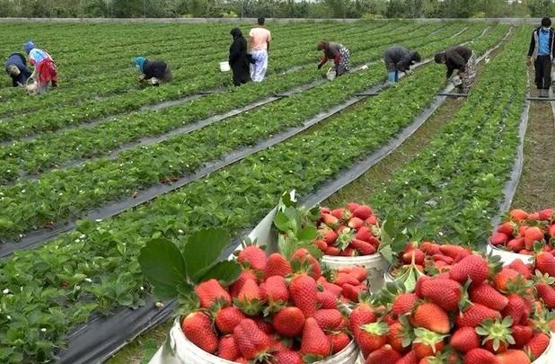 هشدار بابت ماندگاری بالای سموم روی توت فرنگی