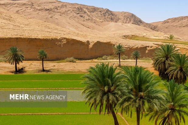 ضرورت تجمیع کشاورزان در قالب تعاونی‌ها