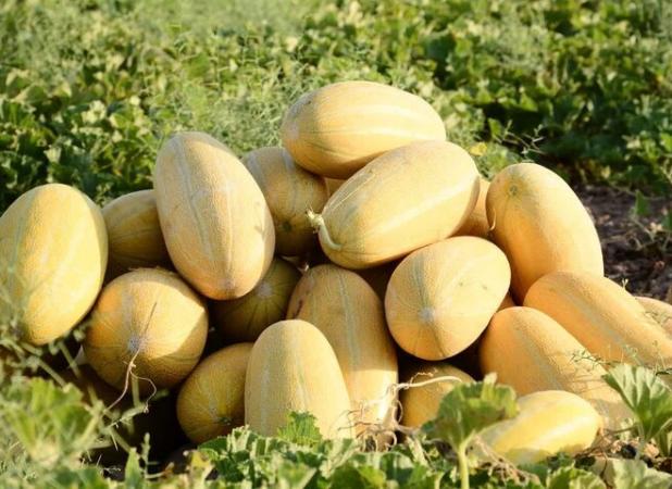 پیش‌بینی برداشت ۱۵۰ هزار تن خربزه در تربت‌جام
