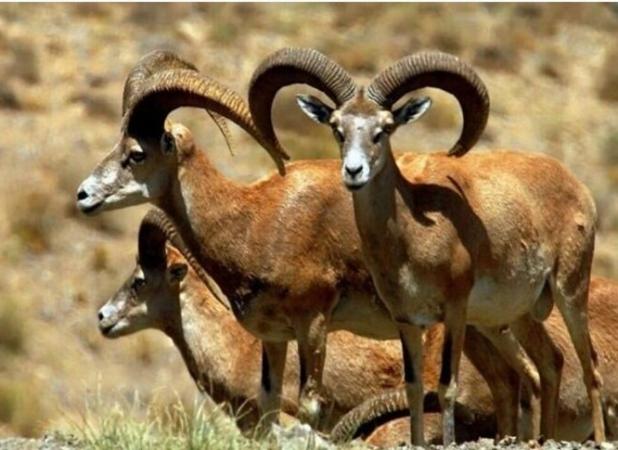 کشاورز دماوندی قوچ وحشی گرفتار شده را تیمار و در طبیعت رهاسازی کرد