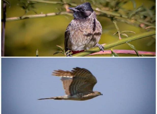 ثبت دو گونه پرنده جدید در سنندج؛ تنوع زیستی کردستان غنی‌تر شد