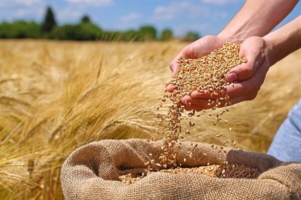مطالبات گندمکاران در اسرع وقت پرداخت خواهد شد