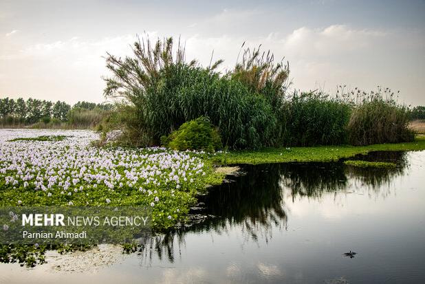 مرداب هسل چالوس