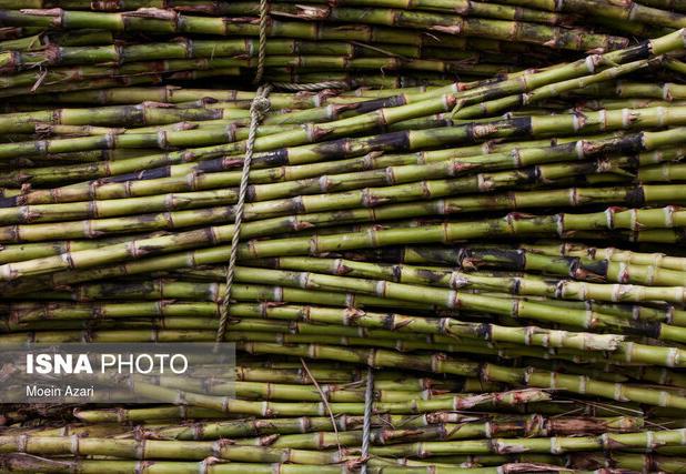 جشنواره استانی نیشکر در صومعه‌سرا برگزار می‌شود