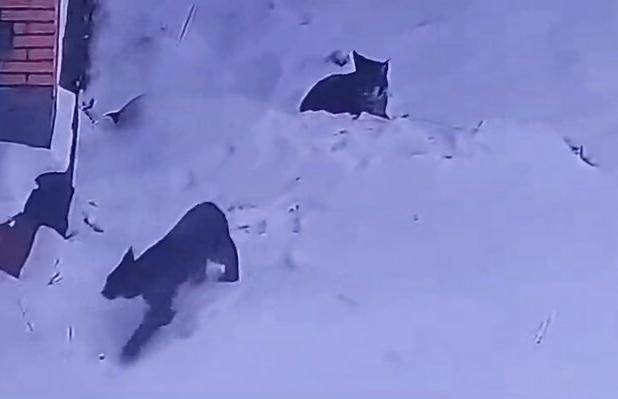 مشاهده دو قلاده گربه وحشی لینکس در منطقه آزاد مهدیشهر – چاشم