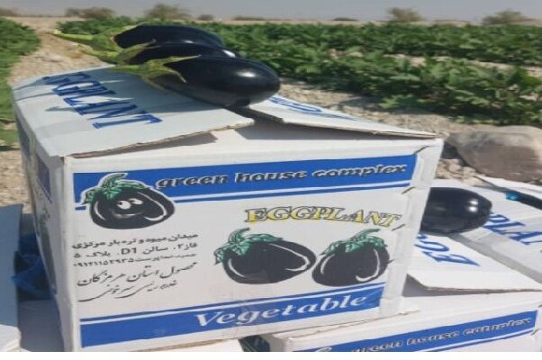 پیش‌بینی بهبود قیمت محصول بادمجان در هرمزگان