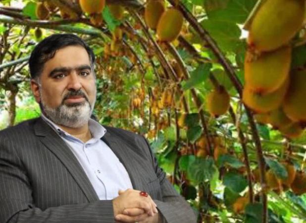 مومنی: کیوی مازندران در راه بازارهای جهانی است