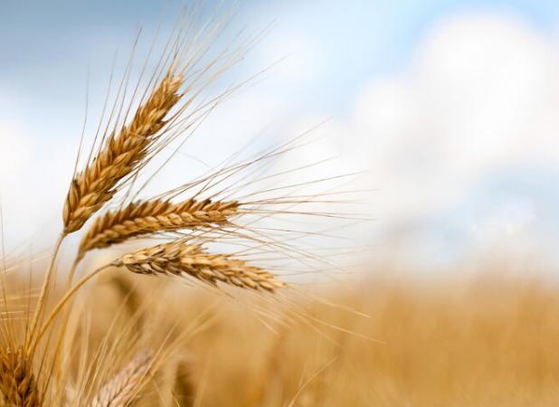 ۲۲ هزار تن گندم در بهشهر خریداری شده است