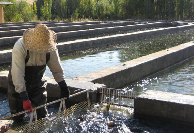 نماینده مردم نهاوند: قطب شیلات غیرساحلی کشور نیاز به حمایت دارد
