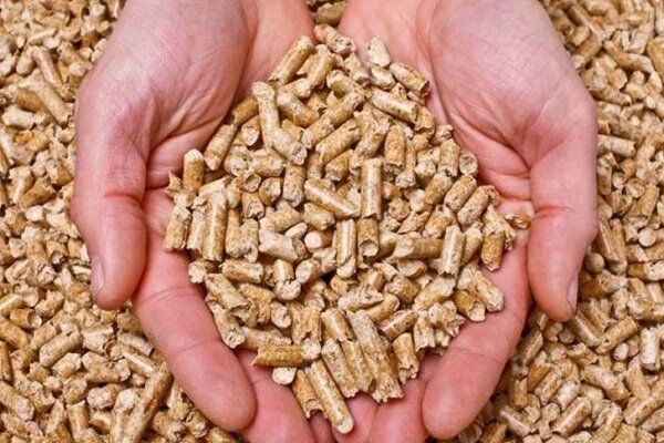 یاسمی: روزانه ۳۰ تن خوراک دام در بین عشایر استان ایلام توزیع می شود